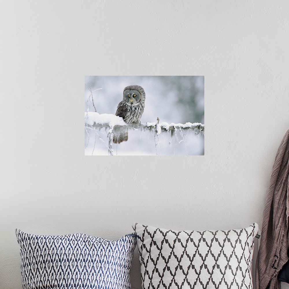 A bohemian room featuring Great Gray Owl perching on a snow-covered branch, British Columbia, Canada