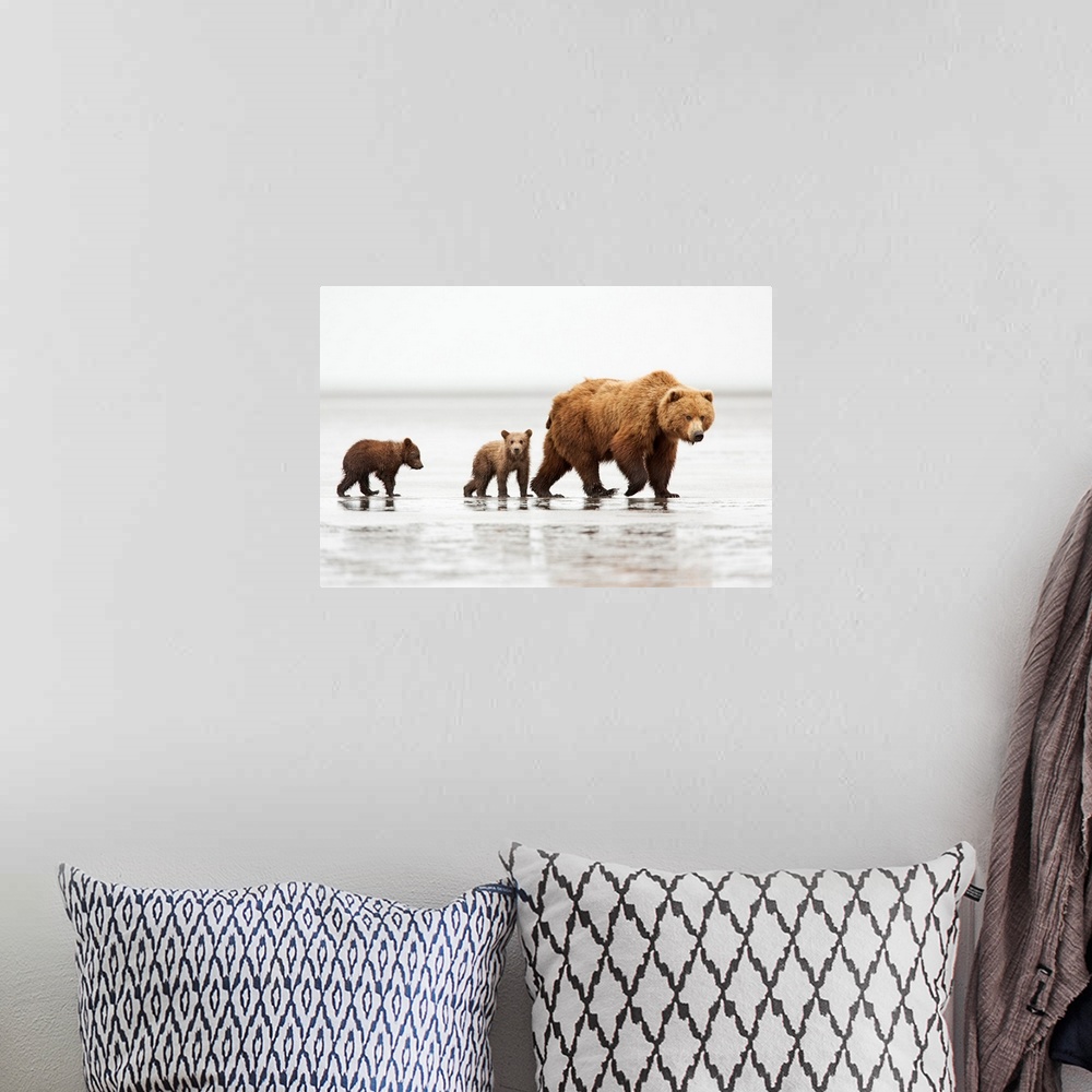 A bohemian room featuring Grizzly Bear (Ursus arctos horribilis) mother and cubs, Lake Clark National Park, Alaska.