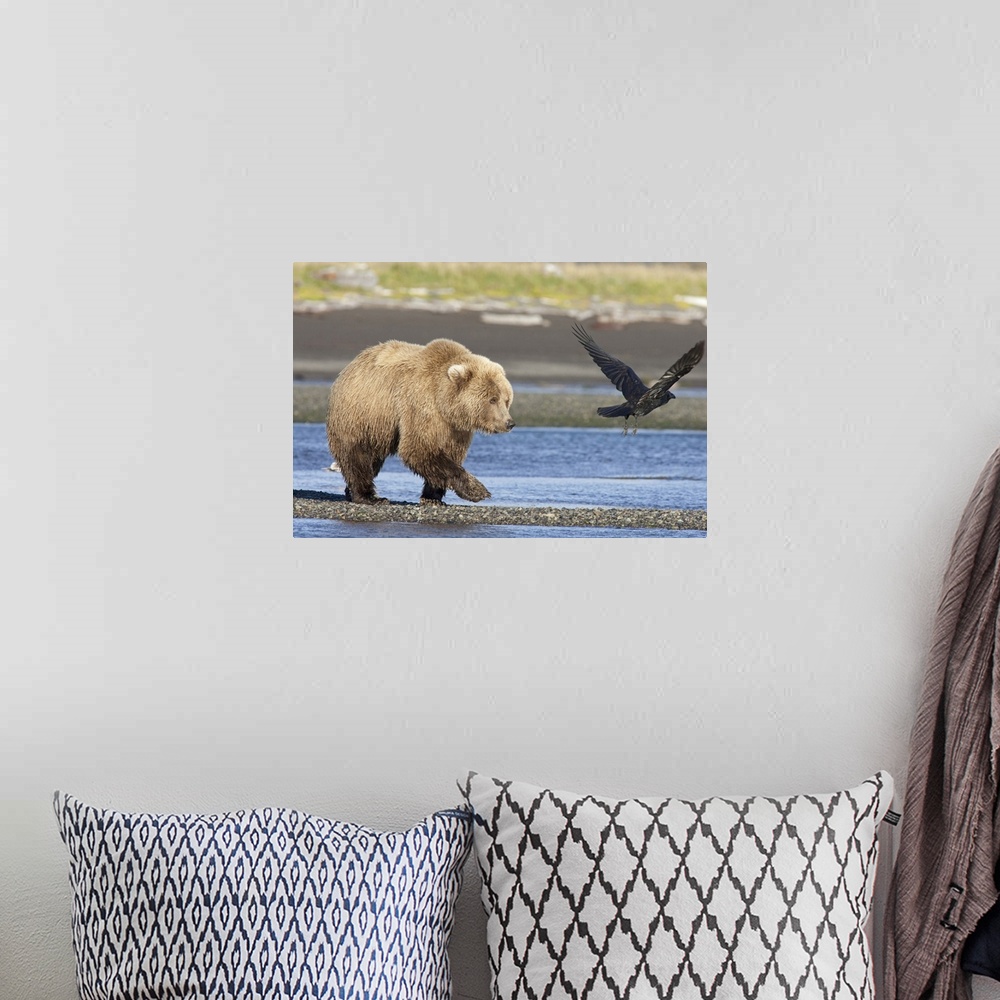 A bohemian room featuring Grizzly Bear (Ursus arctos horribilis) walking along water Katmai National Park, Alaska