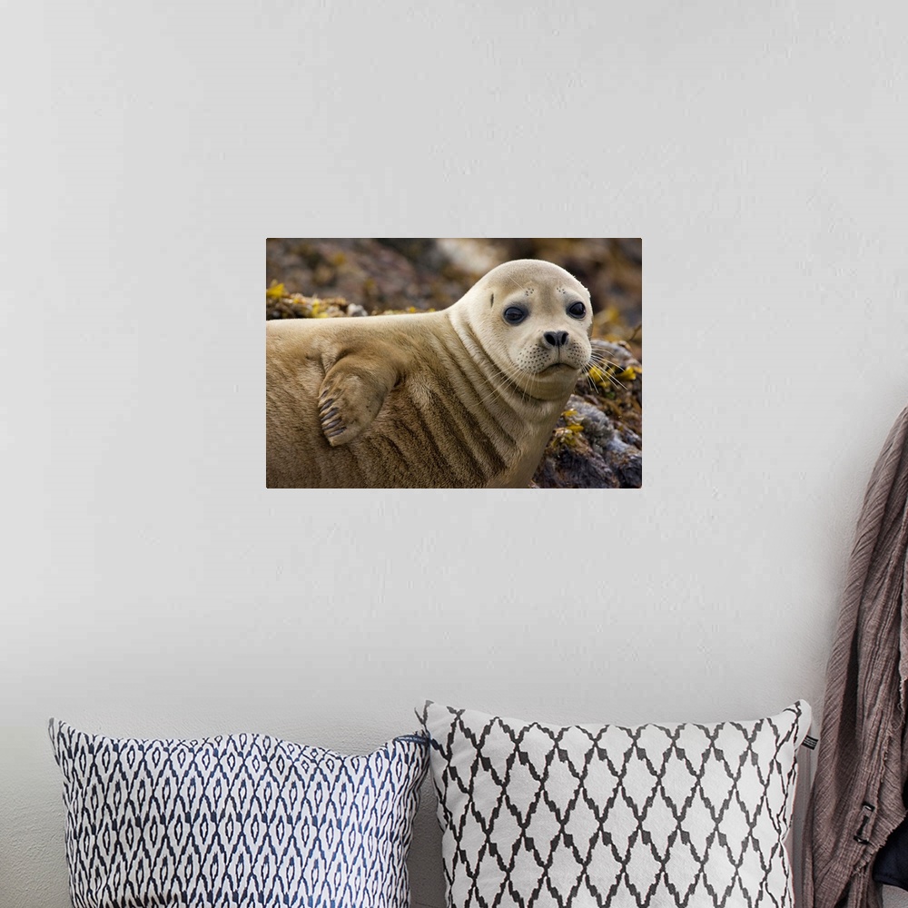 A bohemian room featuring Harbor Seal (Phoca vitulina) portrait, Katmai National Park, Alaska