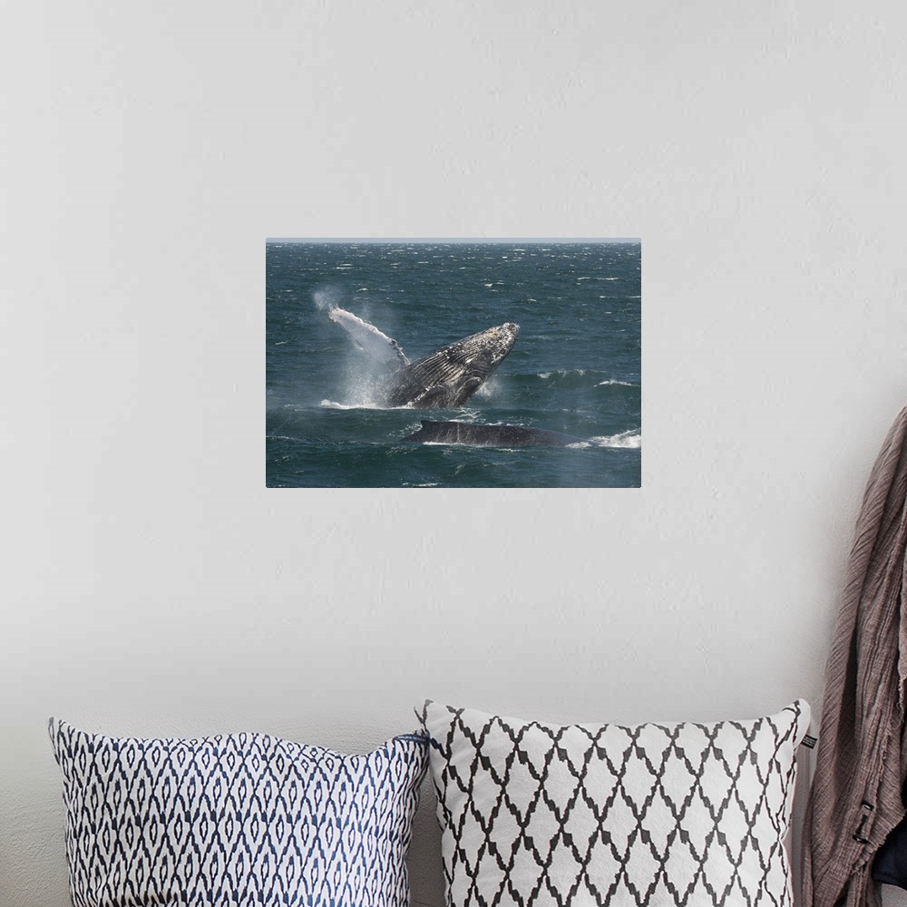 A bohemian room featuring Humpback Whale breaching, Baja California, Mexico