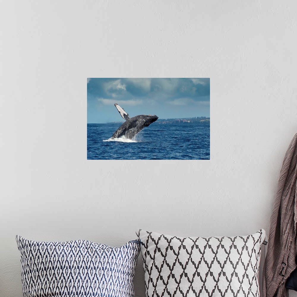 A bohemian room featuring Humpback Whale breaching, Maui, Hawaii