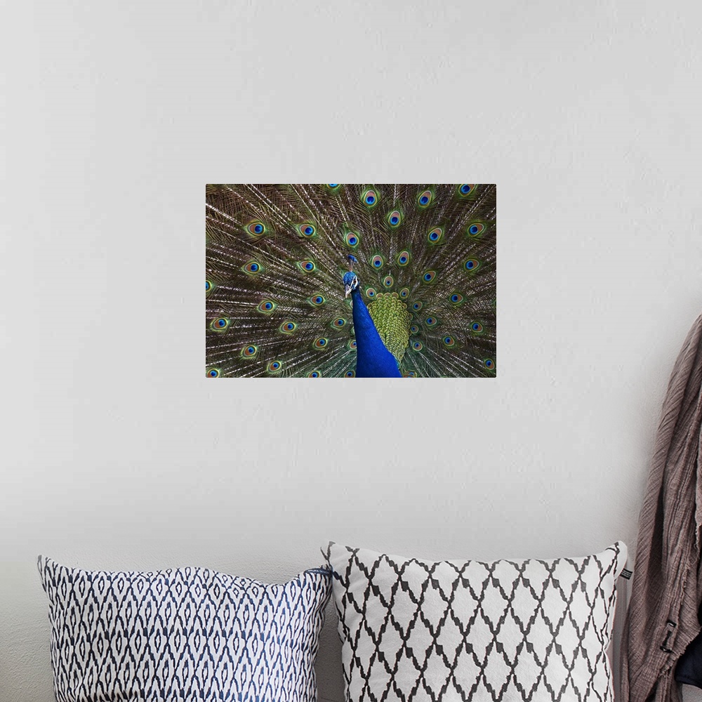 A bohemian room featuring Indian Peafowl male with tail fanned out in courtship display, native to Asia