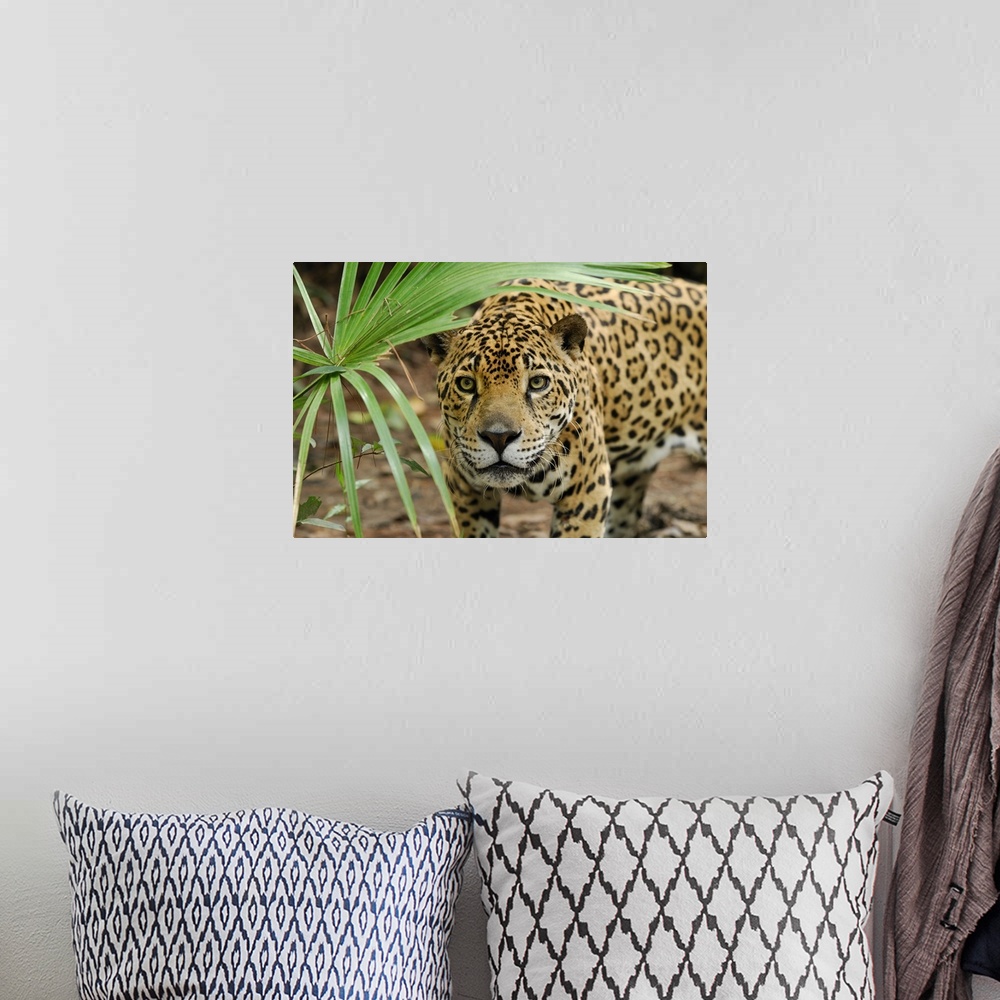 A bohemian room featuring Jaguar (Panthera onca) peering through brush, Belize