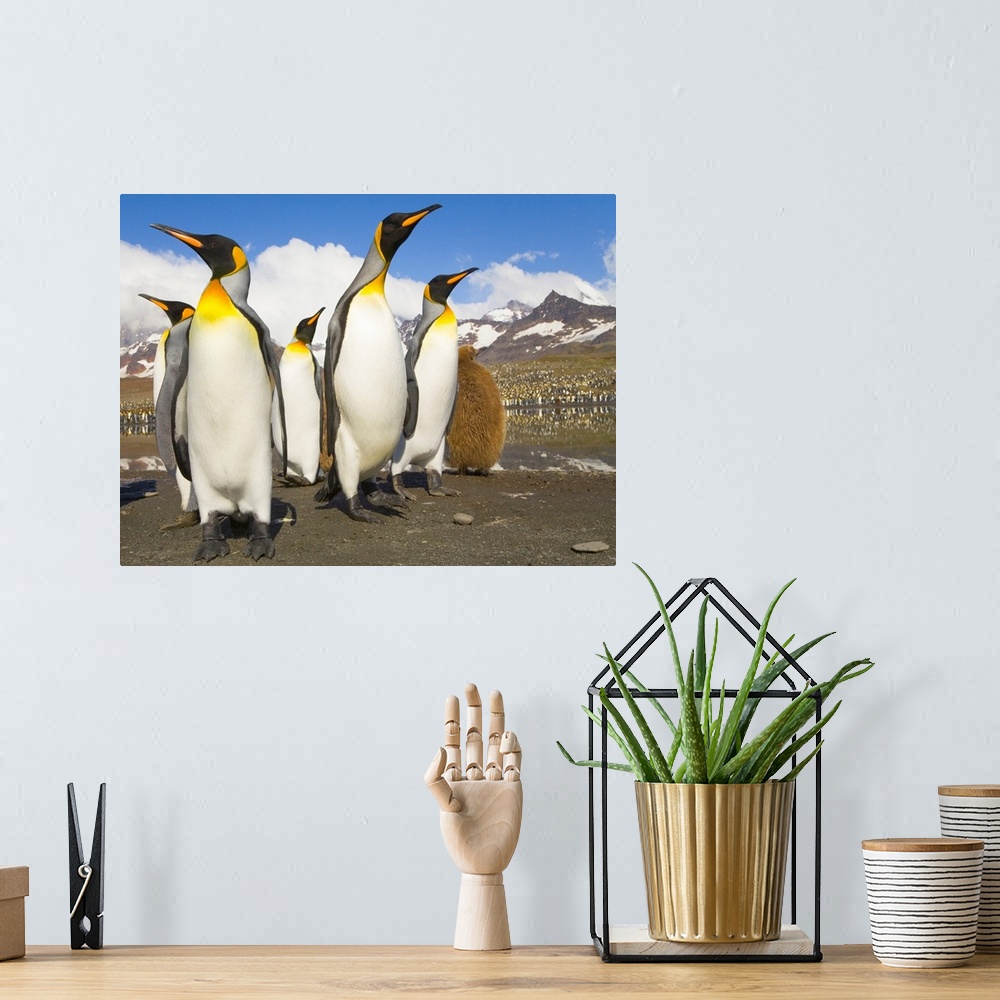 A bohemian room featuring King Penguins at St Andrews Bay