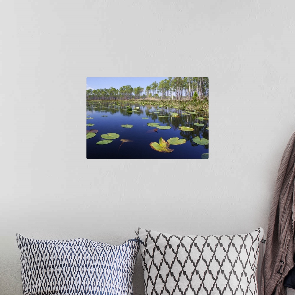 A bohemian room featuring Lake with lily pads, southern Florida