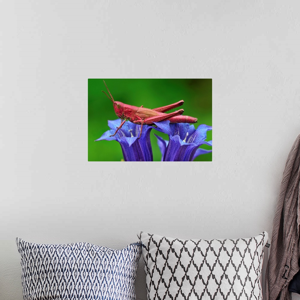 A bohemian room featuring Large Gold Grasshopper - female - on gentian - red colouration - Switzerland