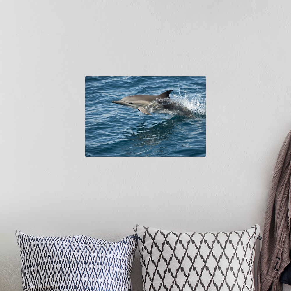 A bohemian room featuring Long-beaked Common Dolphin jumping, Baja California, Mexico