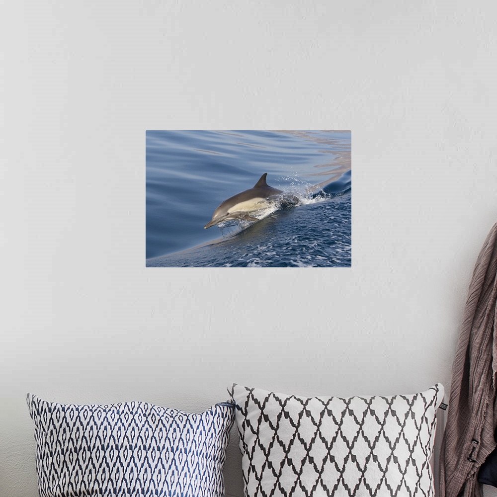 A bohemian room featuring Long-Beaked Common Dolphin Delphinus capensisBaja California, Mexico