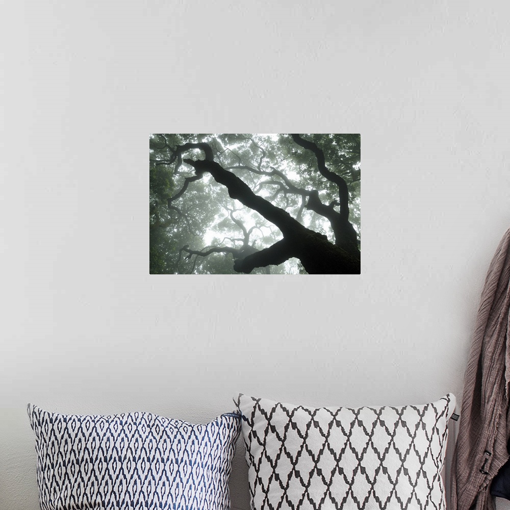 A bohemian room featuring This large piece is a photograph taken from the ground and looking up through an immense tree. Th...
