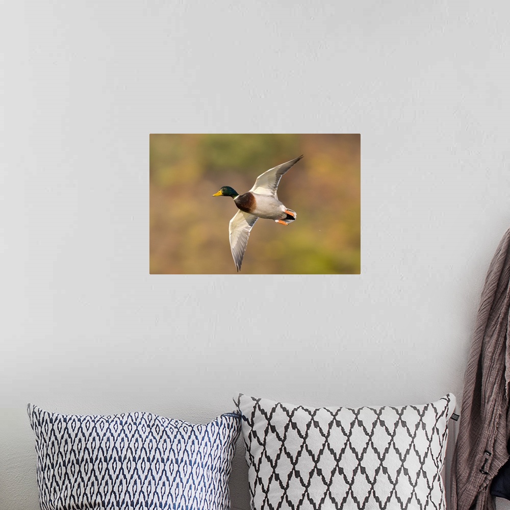A bohemian room featuring mallard (Anus platyrhynchos), Flight, Kellogg Bird Sanctuary, MI