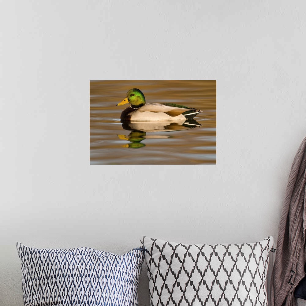 A bohemian room featuring mallard (Anus platyrhynchos), Swimming, Reflection, Kellogg Bird Sanctuary, MI