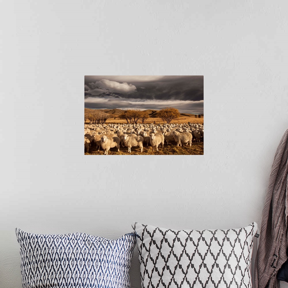 A bohemian room featuring Merino sheep flock in farm yard await crutching, autumn muster under dawn cloudscape, St Bathans,...