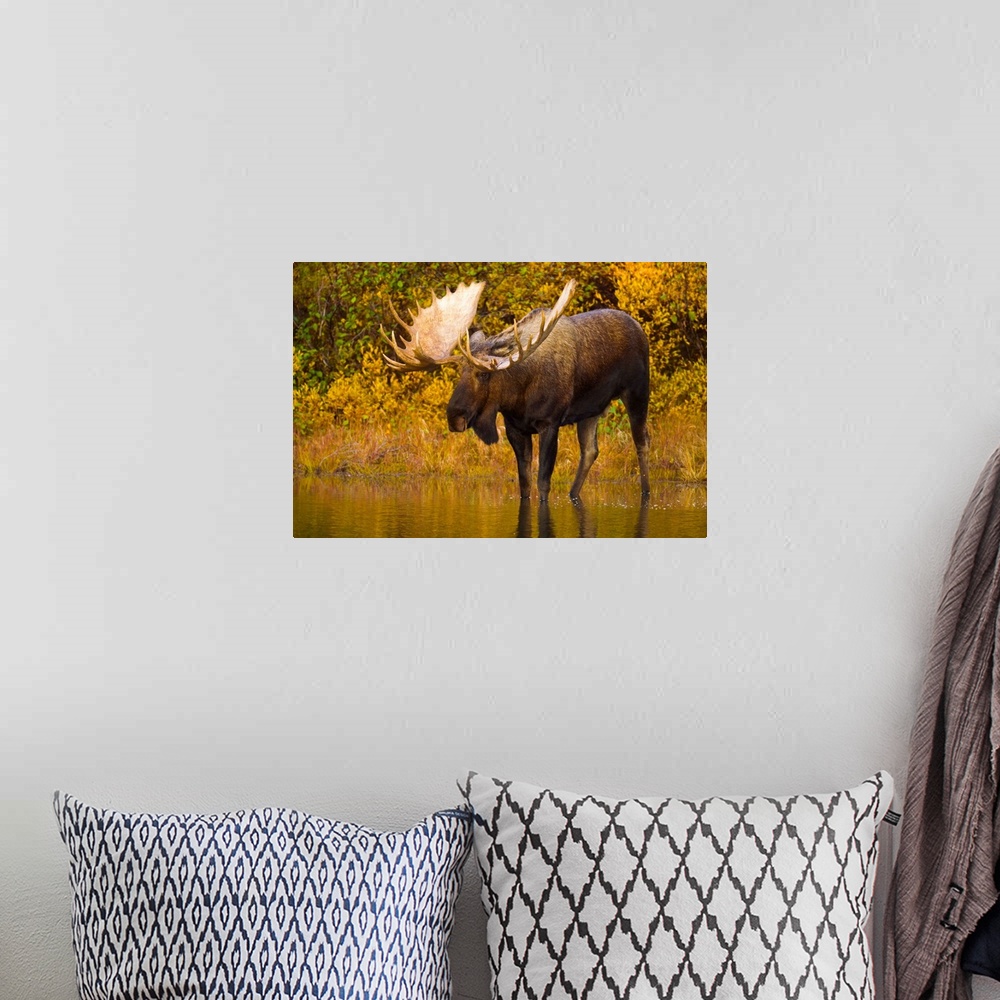 A bohemian room featuring Moose in Glacial Kettle Pond Denali National Park