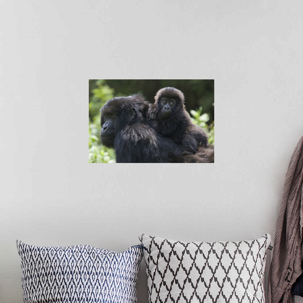 A bohemian room featuring Mountain Gorilla (Gorilla gorilla beringei) 10 month old infant riding on mother's back, endanger...