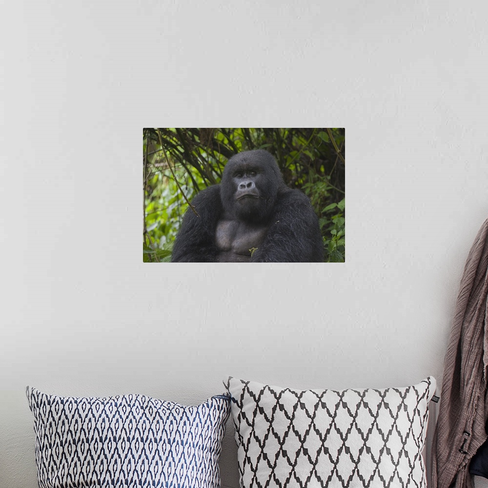 A bohemian room featuring Mountain Gorilla .Gorilla gorilla beringei.
