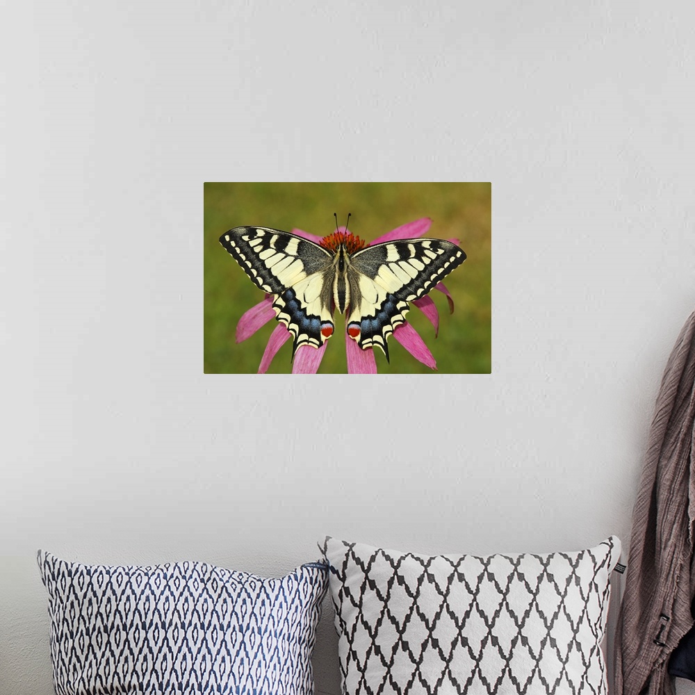 A bohemian room featuring Oldworld Swallowtail (Papilio machaon) butterfly on a flower, Hoogeloon, Noord-Brabant, Netherlands