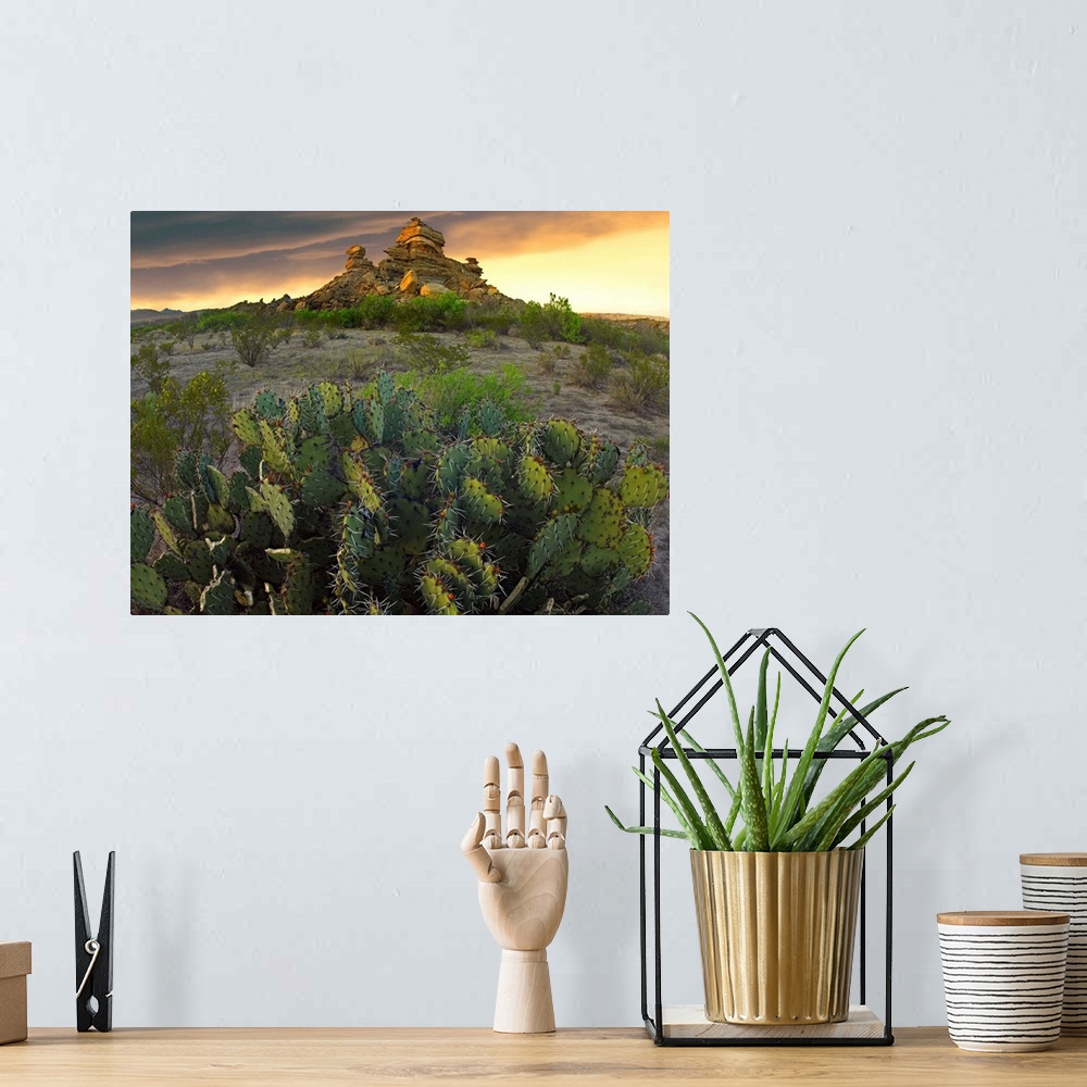 A bohemian room featuring Opuntia (Opuntia sp) and hoodoos, Big Bend National Park, Chihuahuan Desert, Texas