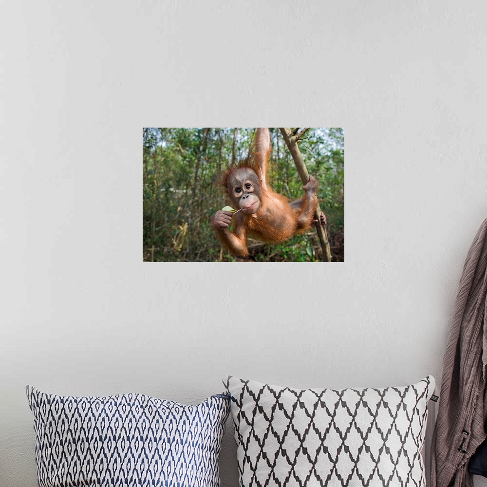 A bohemian room featuring Orangutan infant playing in tree, Orangutan Care Center, Borneo, Indonesia