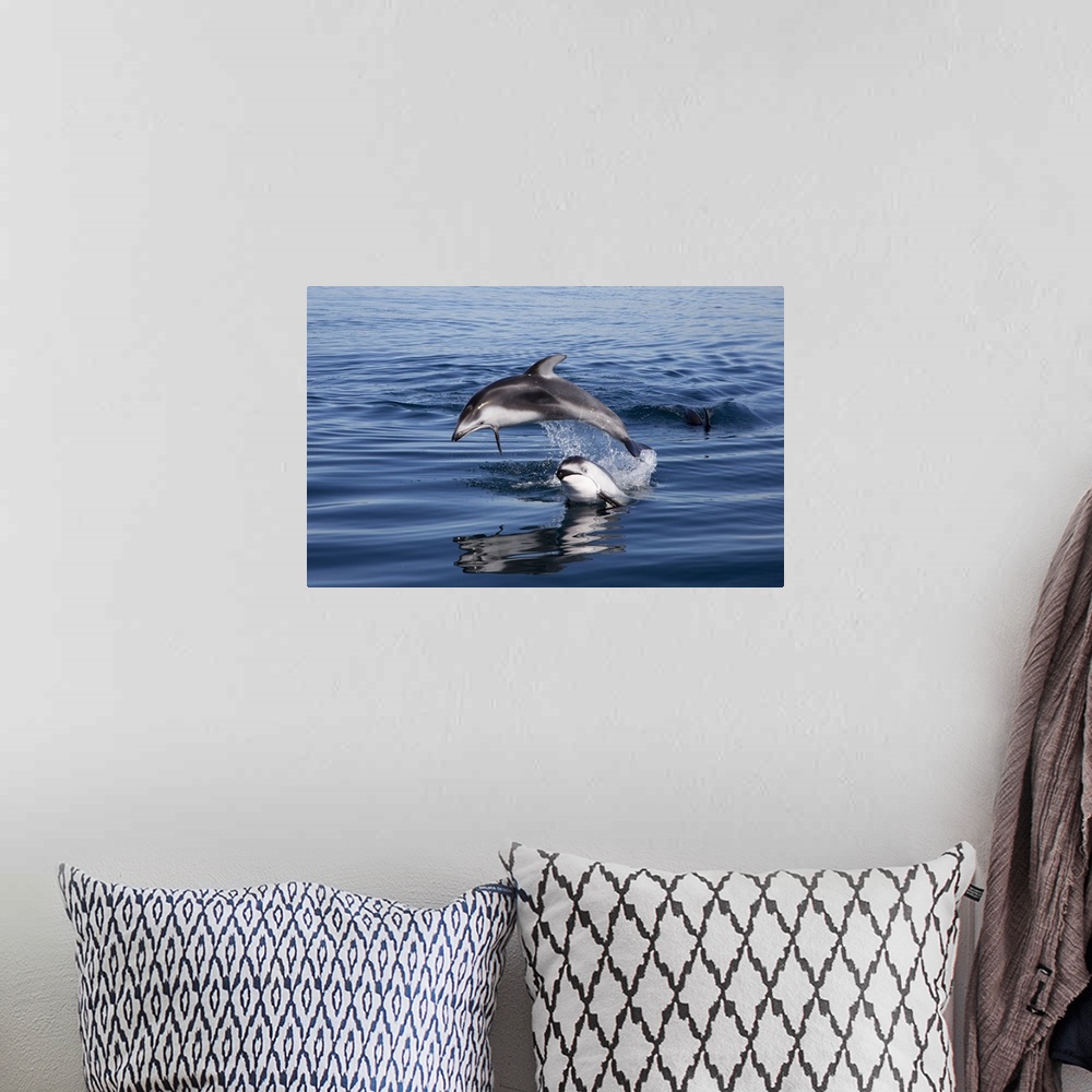 A bohemian room featuring Pacific White-sided Dolphin pair jumping, Nine Mile Bank, San Diego, California.