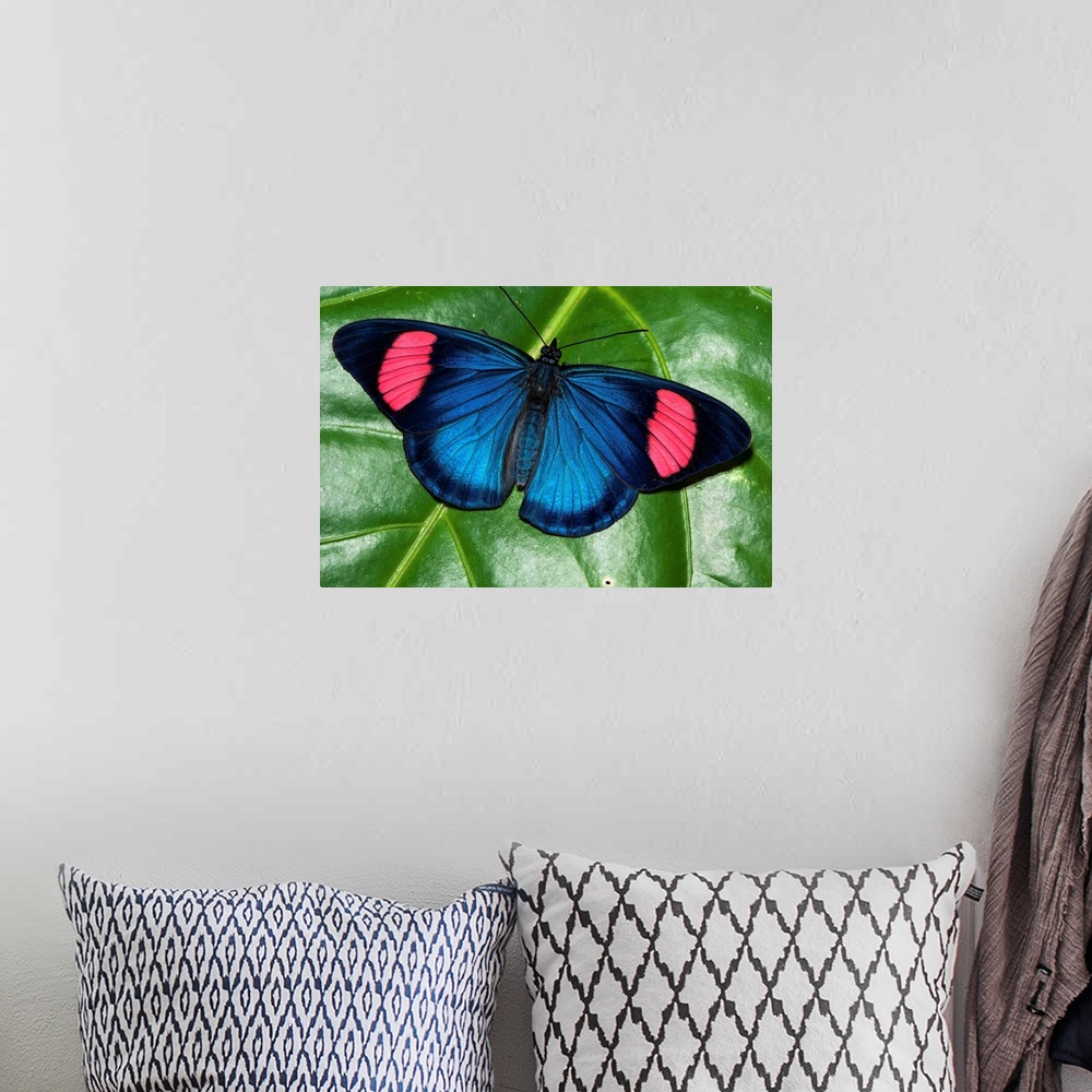 A bohemian room featuring Painted Beauty butterfly, Yasuni National Park, Amazon, Ecuador