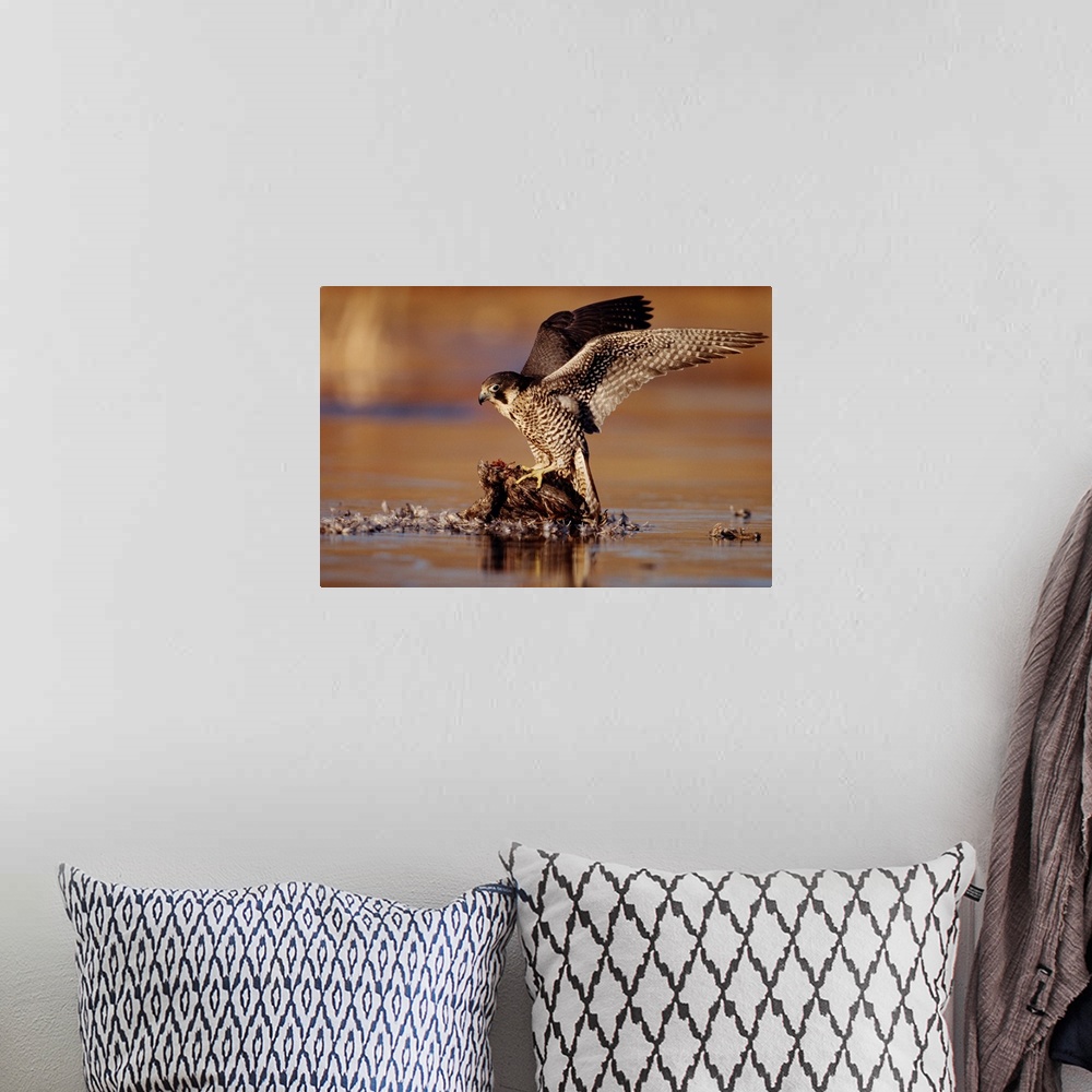 A bohemian room featuring Peregrine Falcon adult in protective stance standing on downed duck, North America