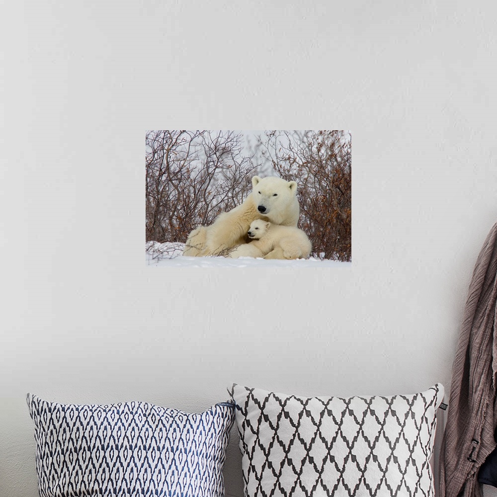 A bohemian room featuring Polar Bear female with cub, Ursus maritimus, Churchill, Manitoba