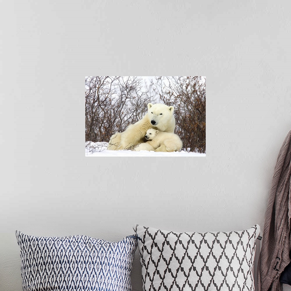 A bohemian room featuring Polar Bear three month old cub interrupts nursing to look around second cub continues to nurse, v...