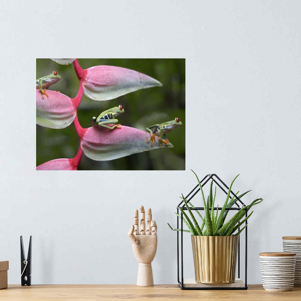 A bohemian room featuring Red-eyed Tree Frog three sitting on Heliconia (Heliconia sp), Costa Rica.