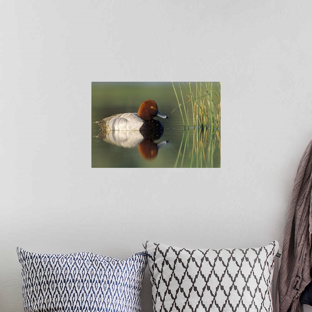 A bohemian room featuring Redhead Duck (Aythya americana) male, portrait, Moses Lake, Washington