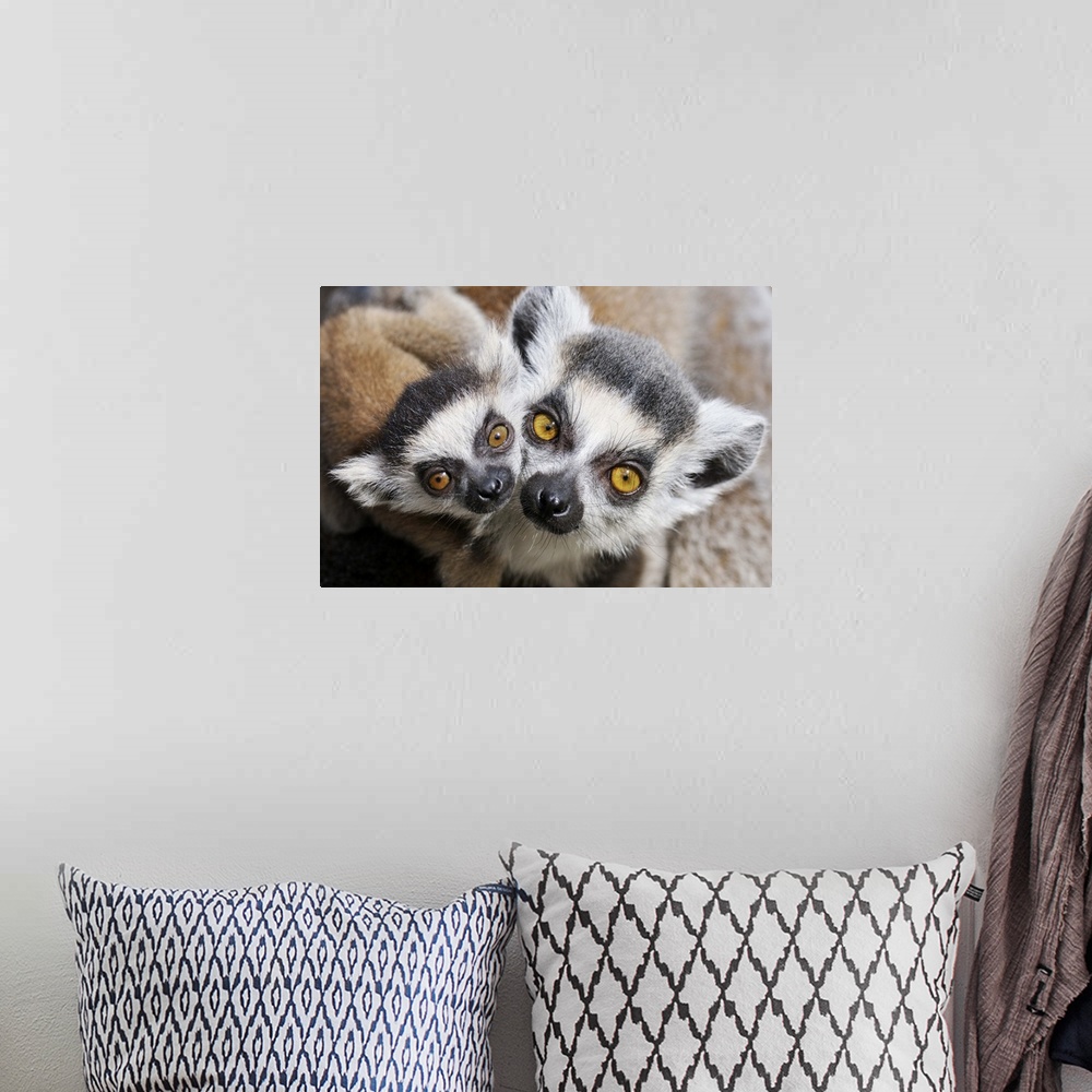 A bohemian room featuring Ring-tailed Lemur (Lemur catta), portrait of adult with young.