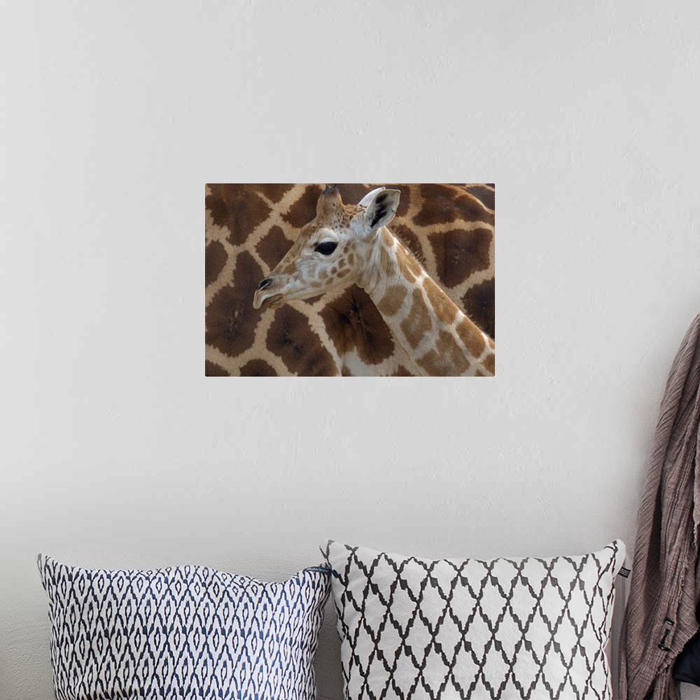 A bohemian room featuring Rothschild Giraffe (Giraffa camelopardalis rothschildi) calf, native to Africa