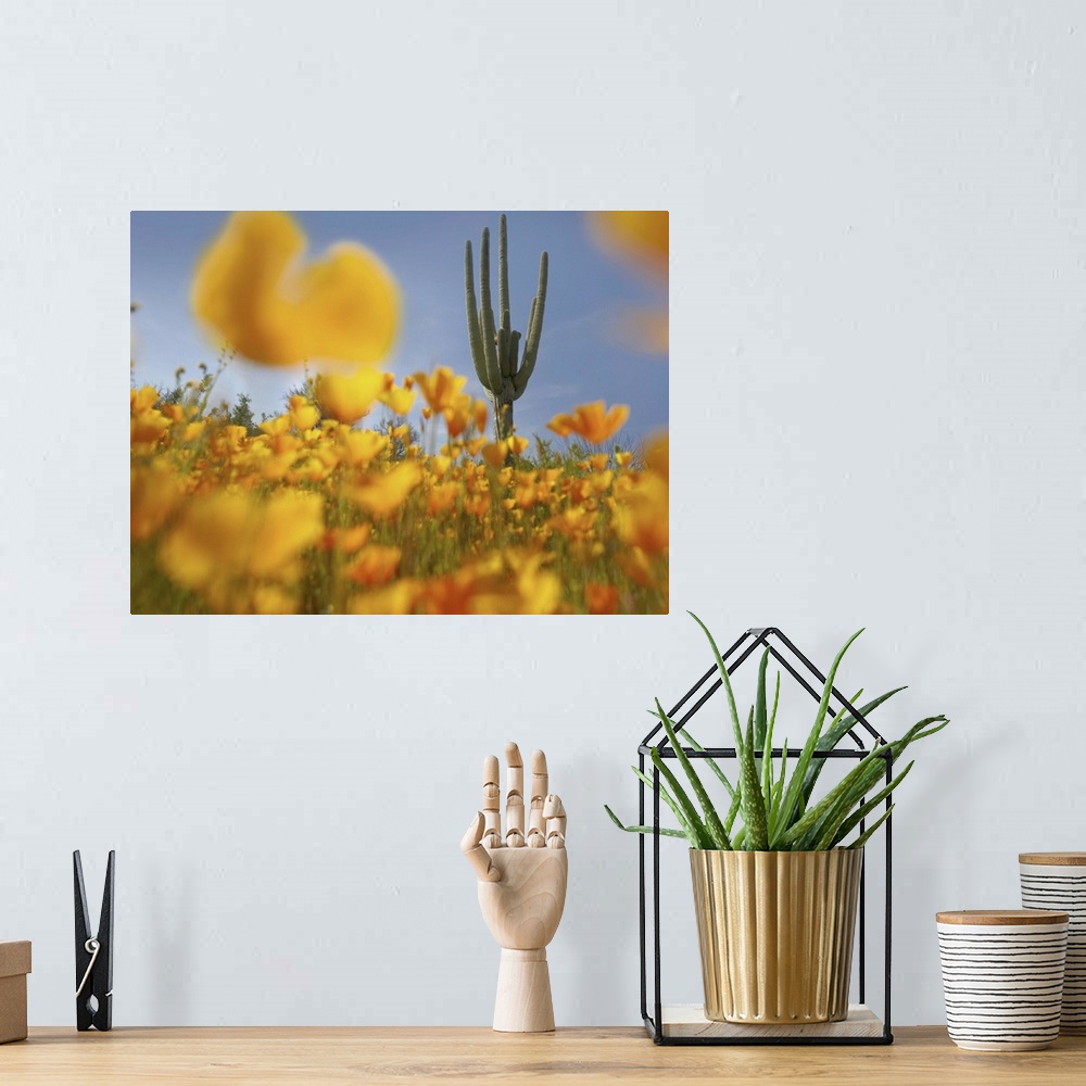 A bohemian room featuring Saguaro cactus and California Poppy field, Tonto National Forest, Arizona