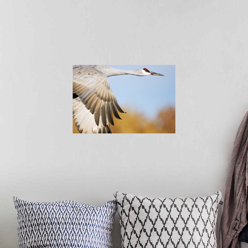 A bohemian room featuring Sandhill Crane flying, Bosque del Apache National Wildlife Refuge, New Mexico