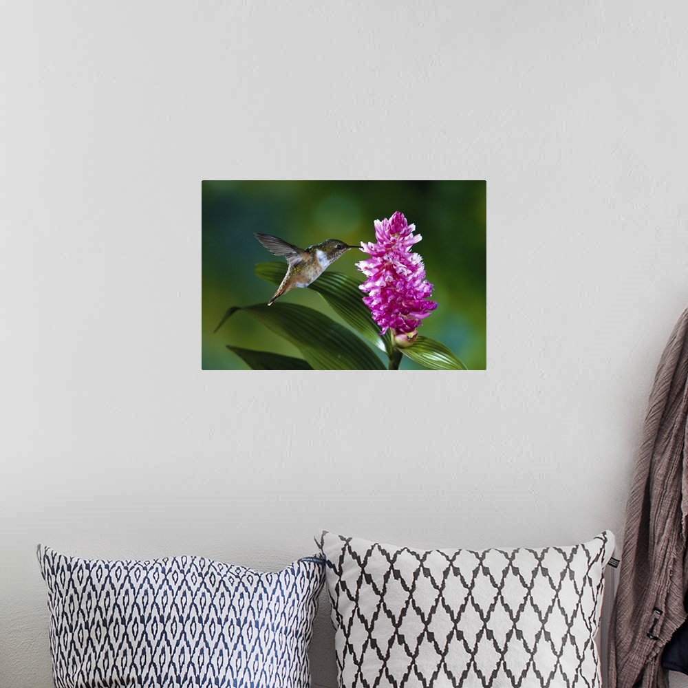 A bohemian room featuring Scintillant Hummingbird female feeding at flowers of epiphytic Orchid, Costa Rica