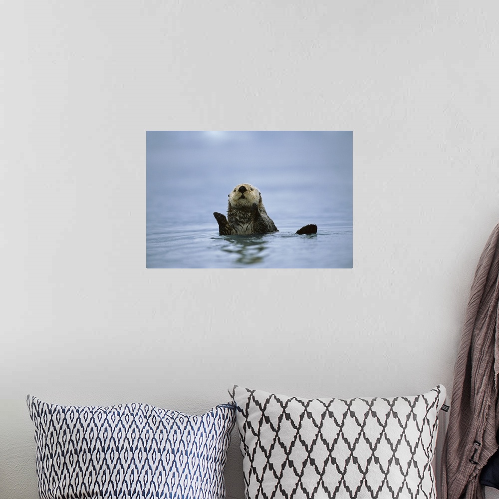 A bohemian room featuring Sea Otter (Enhydra lutris), Prince William Sound, Alaska