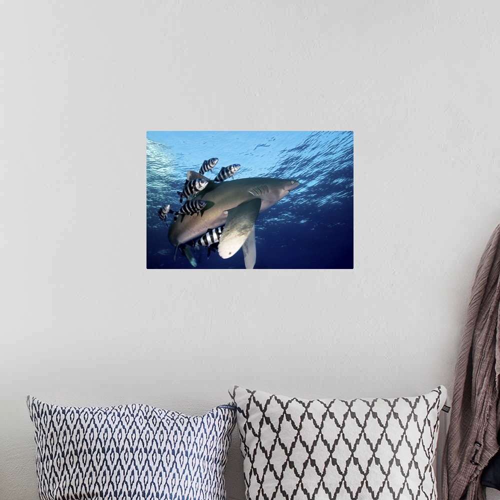 A bohemian room featuring Shark swimming close to the water surface