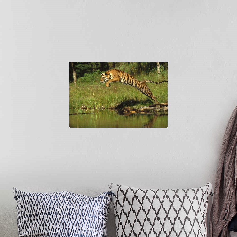 A bohemian room featuring Siberian Tiger (Panthera tigris altaica) leaping across river, Asia