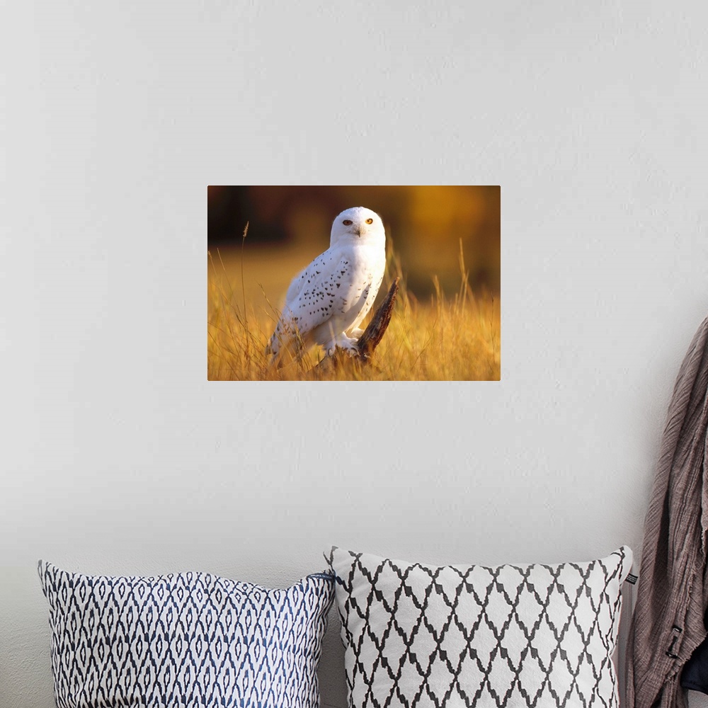A bohemian room featuring Snowy Owl adult amid dry grass, circumpolar species, British Columbia, Canada