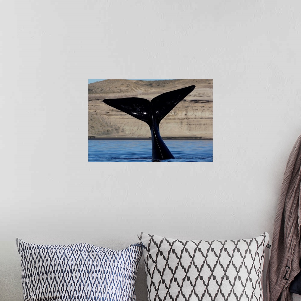 A bohemian room featuring Southern Right Whale tail, Valdes Peninsula, Argentina