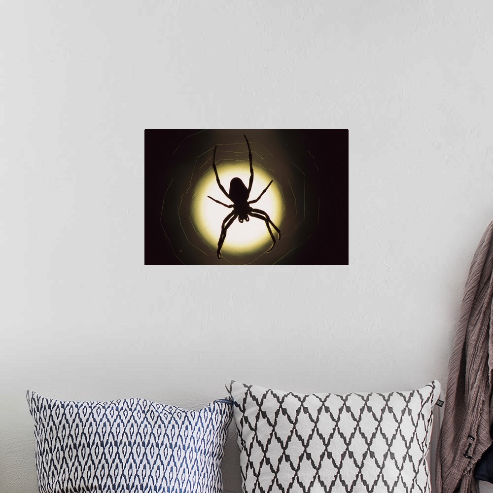 A bohemian room featuring Spider (Araneus sp) silhouetted in its web, native to Europe
