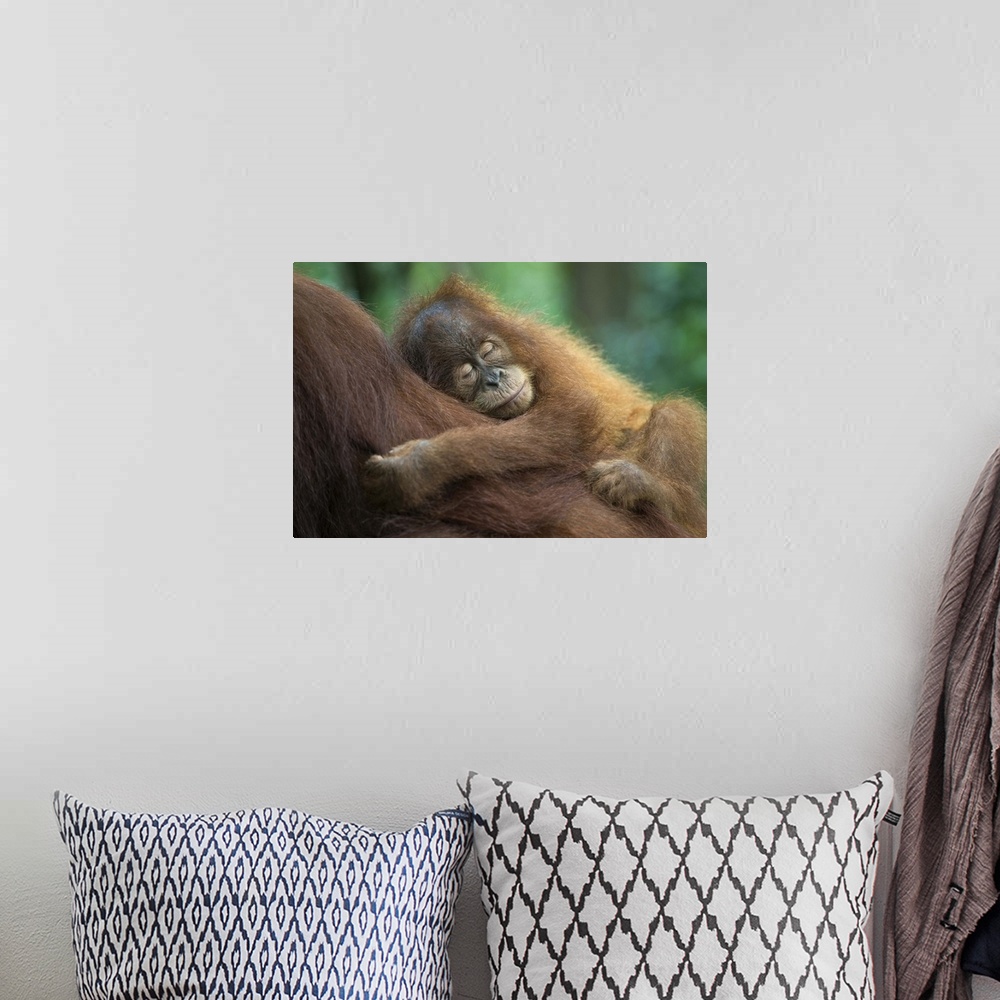 A bohemian room featuring Sumatran OrangutanPongo abelii2.5 year old baby sleeping on motherNorth Sumatra, Indonesia*Critic...
