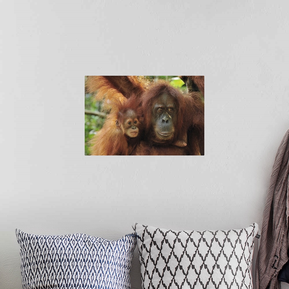 A bohemian room featuring Sumatran Orangutan - Pongo abelii - mother with baby - Gunung Leuser National Park - Northern Sum...
