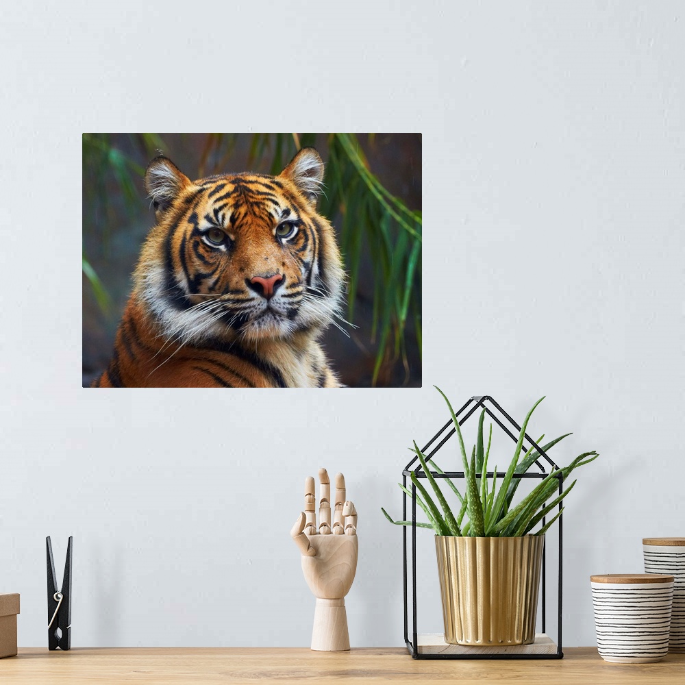 A bohemian room featuring Sumatran Tiger (Panthera tigris sumatrae), Toronga Zoo, Sydney, New South Wales, Australia.