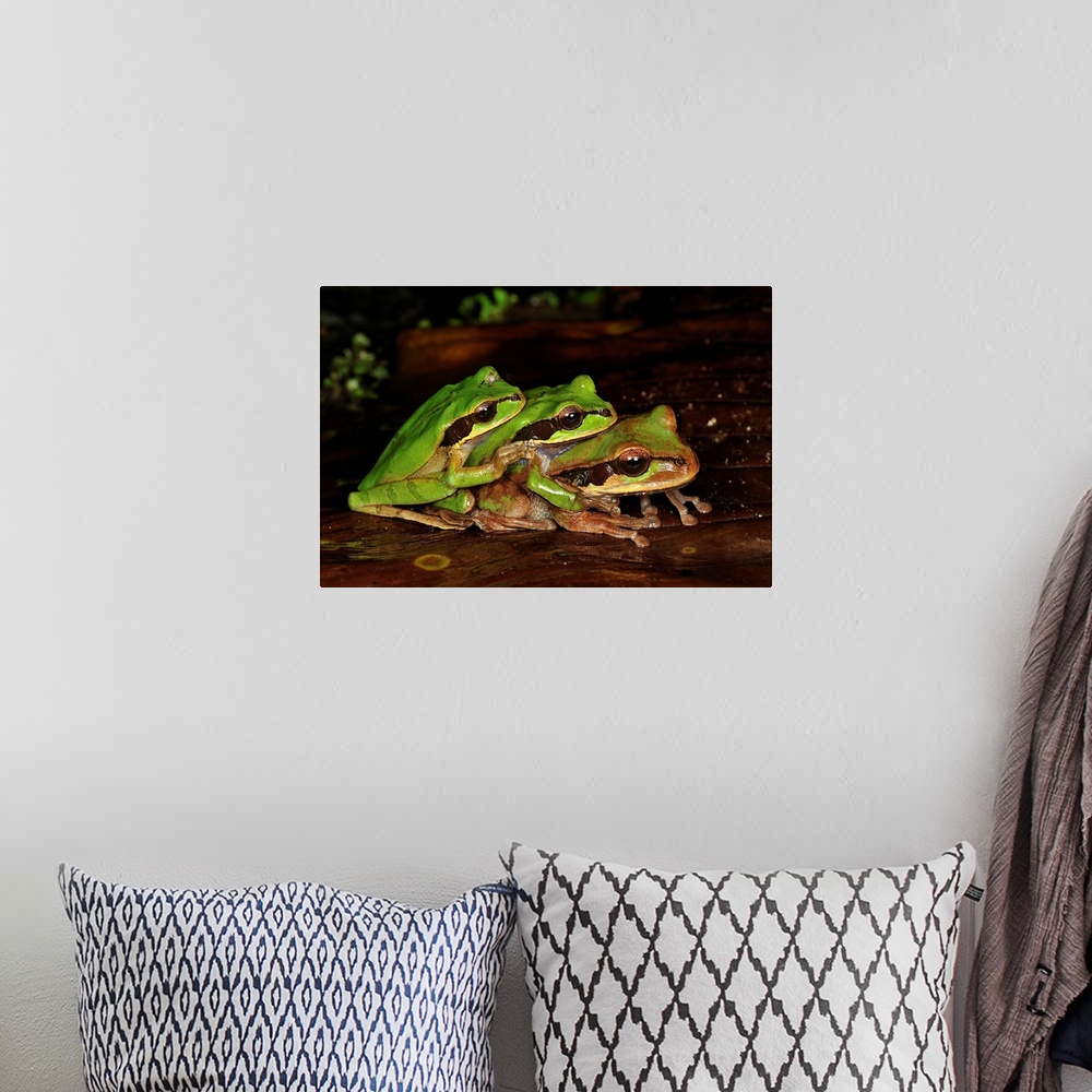 A bohemian room featuring Tarraco Treefrog trio in amplexus, Piedras Blancas National Park, Costa Rica
