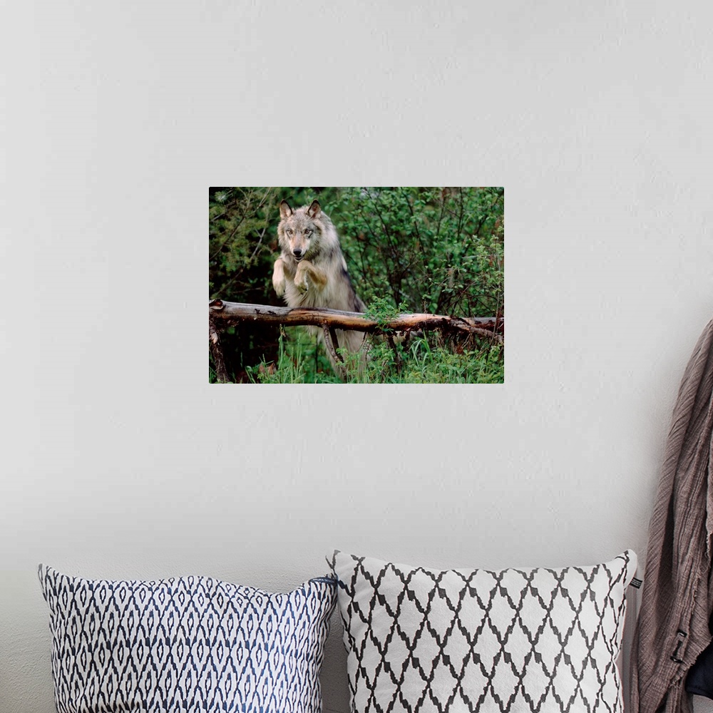 A bohemian room featuring Timber Wolf (Canis lupus) leaping over fallen log, North America