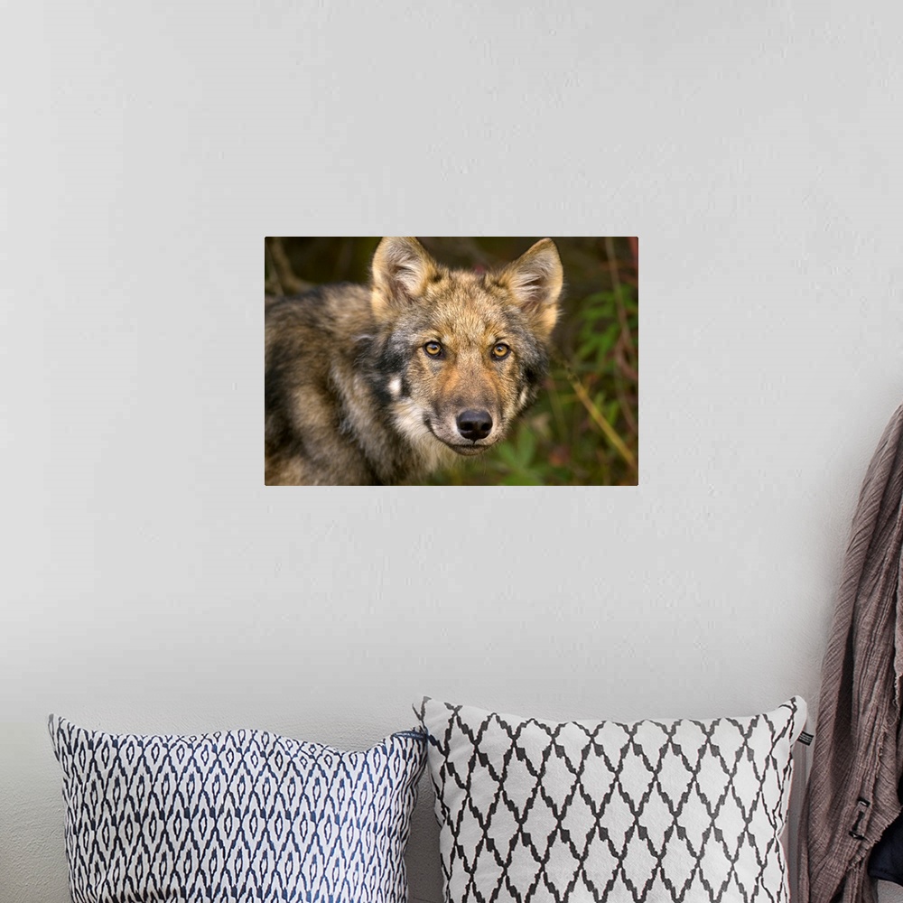 A bohemian room featuring Timber Wolf  Juvenile Denali National Park