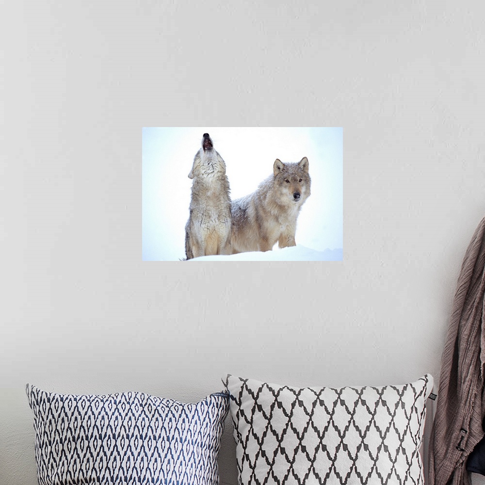 A bohemian room featuring Timber Wolves (Canis lupus) close-up portrait of pair howling in snow, North America