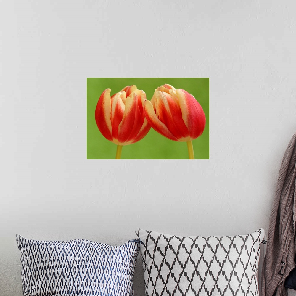 A bohemian room featuring Tulip (Tulipa sp) pair flowering, Hoogeloon, Netherlands