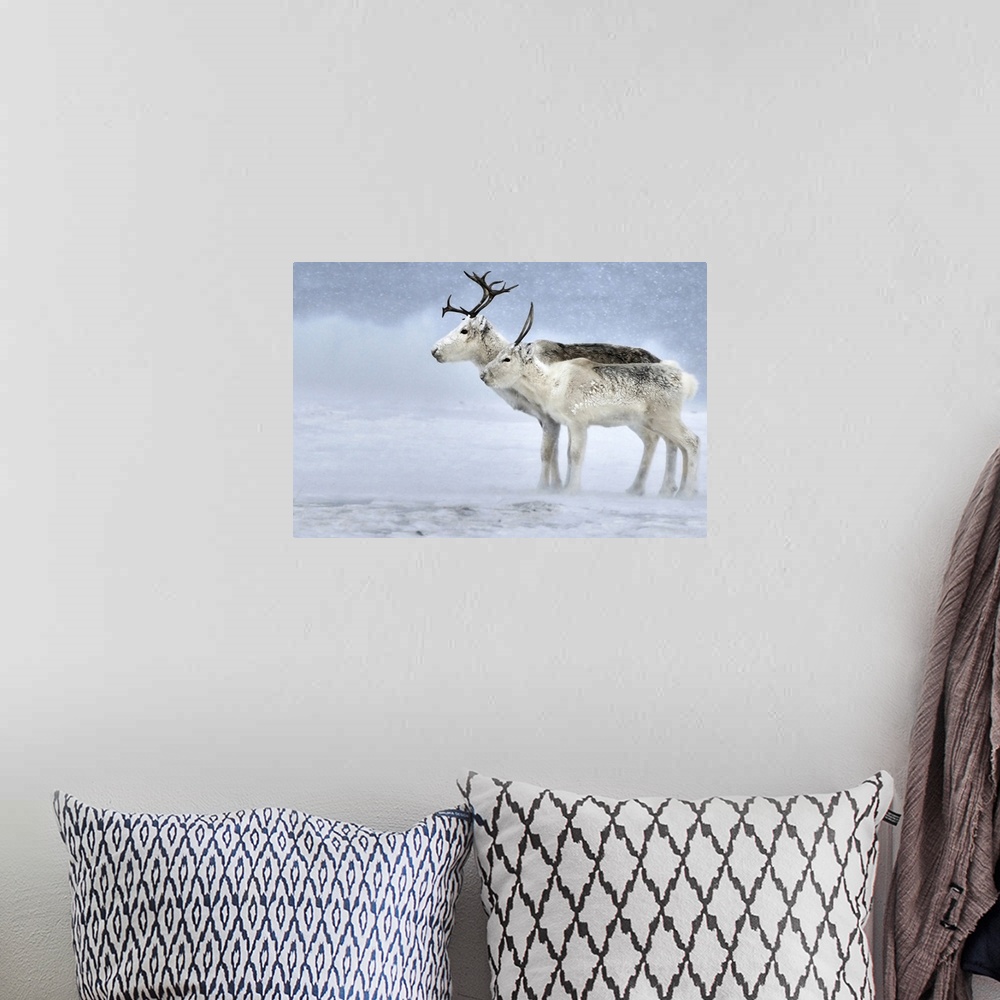 A bohemian room featuring Two Reindeer during a blizzard